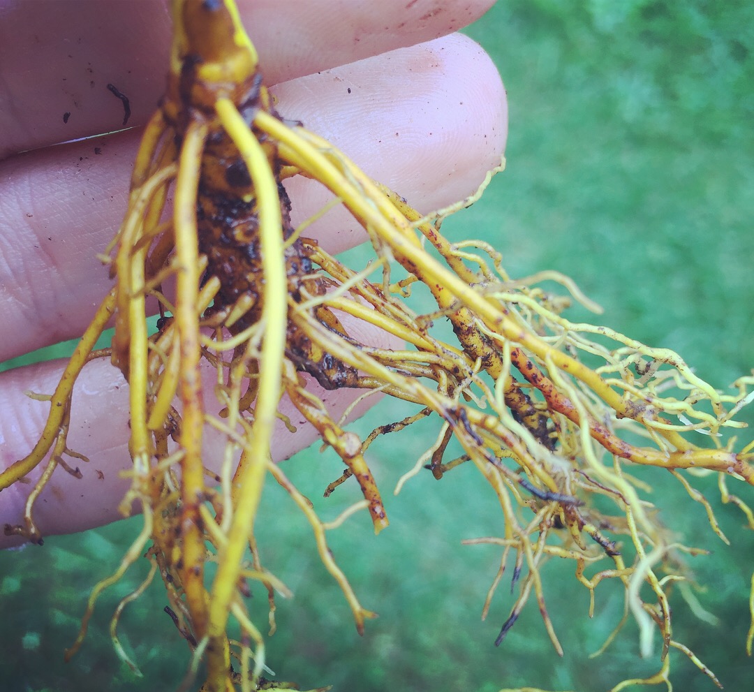 Fig1 Laporte Goldenseal roots Credit. S. Leopold 