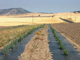 2003 twin planting with black mulch. (Photo courtesy of Lincoln County Conservation District.)
