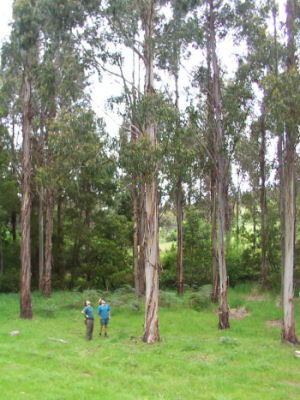 Bambra Agroforestry Farm, Josquin Tibbits and Andrew Stewart view the 57cm nitens age 15