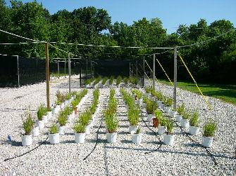 Figure 2. Forage grasses growing under 70 and 100 percent of full sunlight during summer 2006.