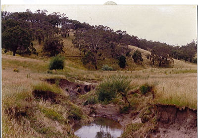 Bambra Agroforestry Farm, eroded creek, 1987
