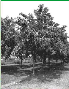 Black Walnut Orchard Trees (Photo courtesy of UMCA)