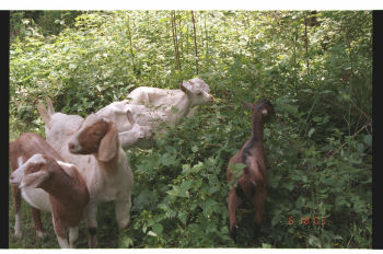 goats at Cornell University's Arnot Forest