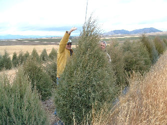 Don Hanley, WSU Extension and Mark Stannard, USDA-NRCS Measure Tree Heights after Five-Year Growth. (Photo courtesy of Gary Kuhn.)