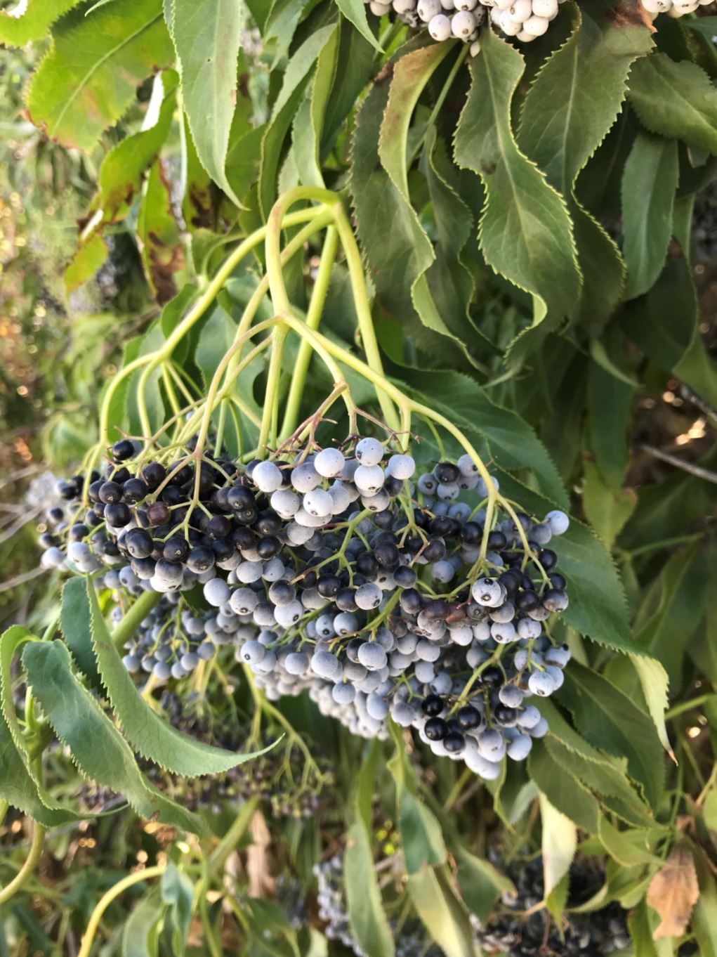 Figure 1 berries close up