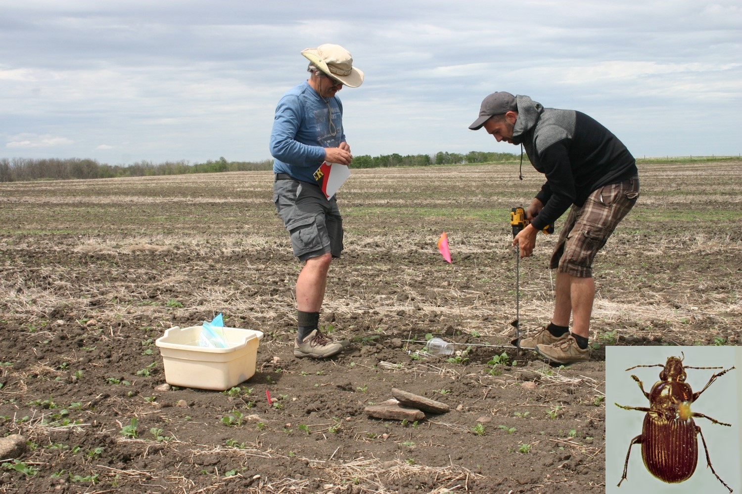 Figure 3 Collecting carabids beneficial insect for the field boundary habitat project inset Pterostychus spp