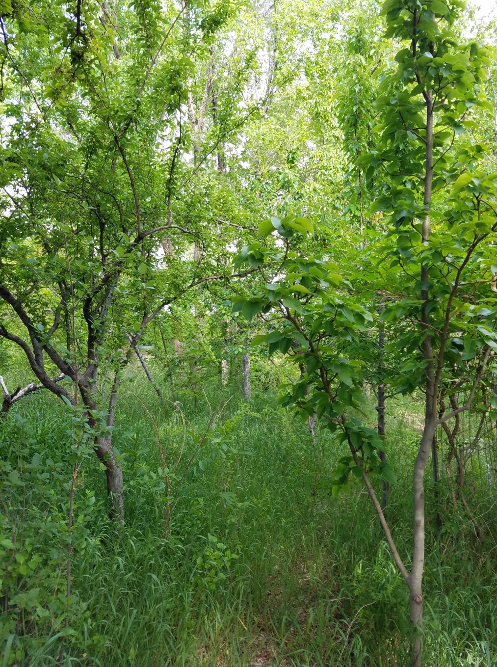 Figure 2. Food forestry in Farmington, New Mexico. Photo credit: John Munsell.