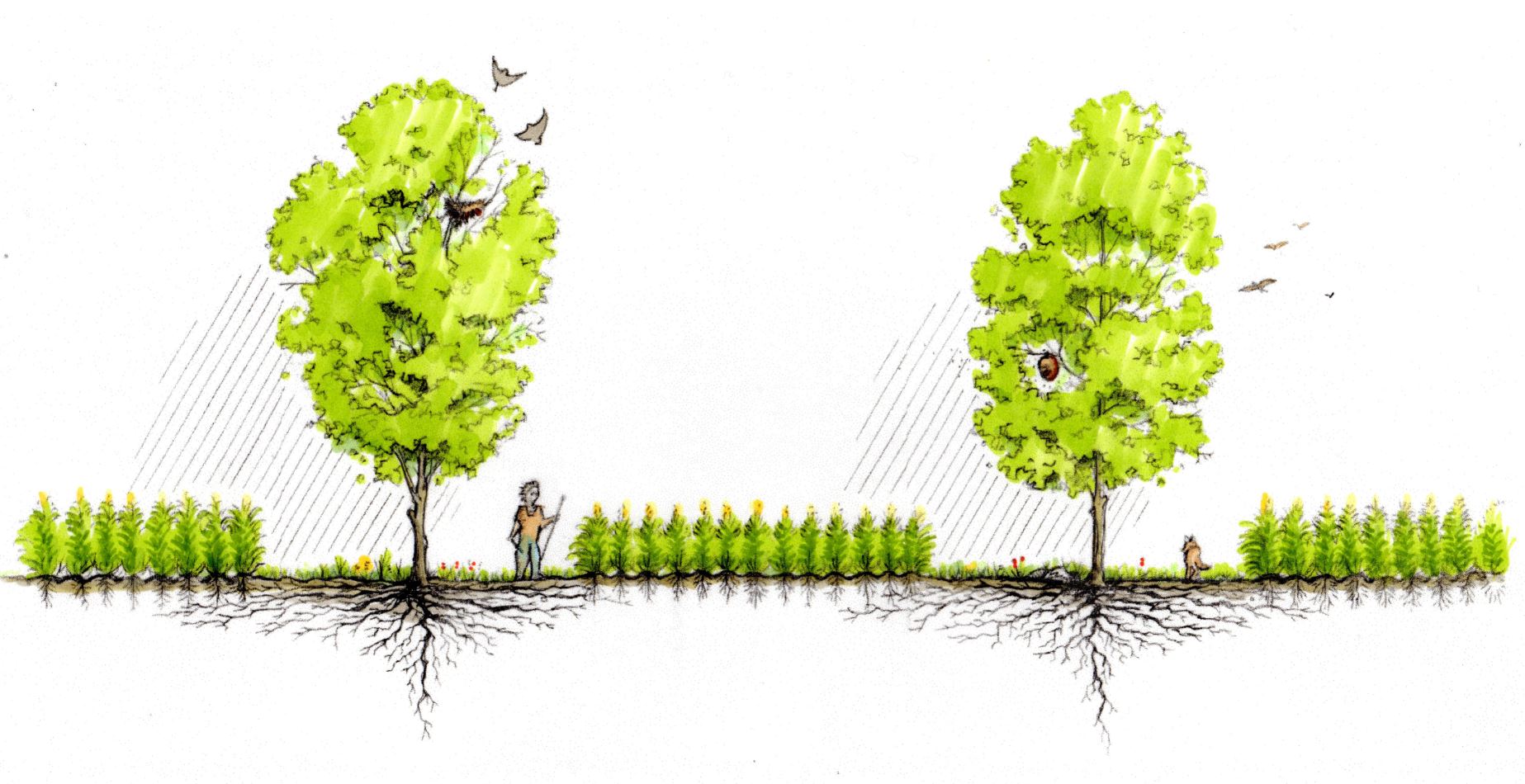 Figure 4: Diverse alley cropping systems combine alley crops with tree crops while increasing habitat opportunities for wildlife and increasing income sources for farmers.