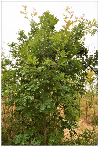 Figure 2. Edible acorn oak hybrid growing well in low light, foggy conditions one valley inland from the California coast.