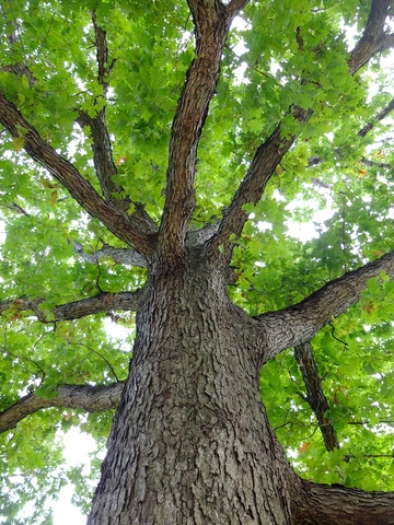 Figure 1. Bur Oak