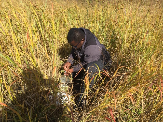 Figure 3 October 2019 greenhouse gas sampling in switchgrass at the University of Guelph Agroforestry Research Station, southern Ontario, Canada.