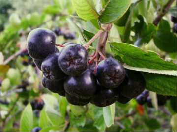 Aronia melanocarpa