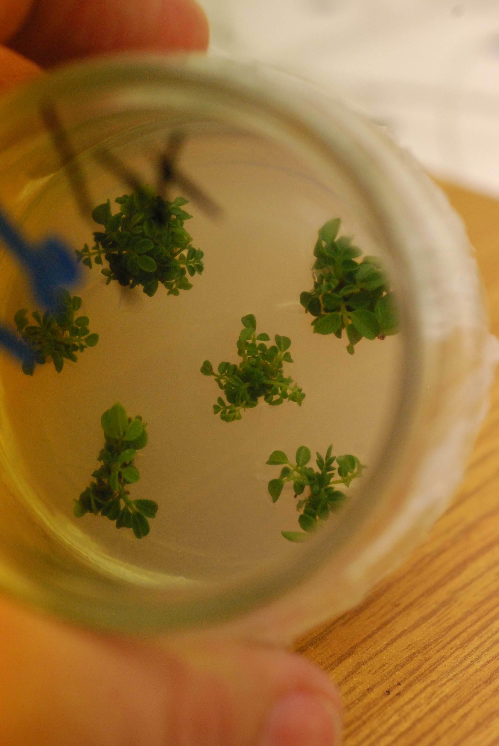 Propagation of black locust clones by tissue culture Photo by Zs. Keserű