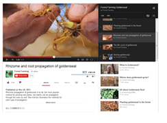 Screen shot of the video “Rhizome and root propagation of goldenseal” – one of the Forest Farming video series