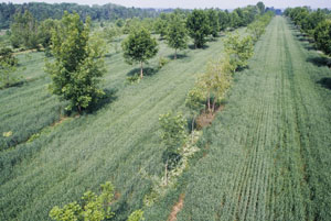 U. Guelph intercrop trial