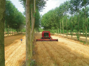 harvesting beneath poplars