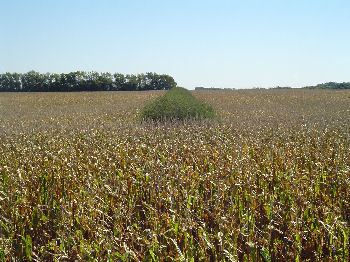 Fall corn.