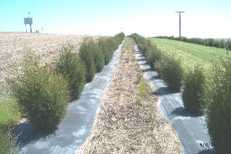 Twin snowfence May 2006. (Photo courtesy of Lincoln County Conservation District.)