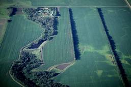 Windbreaks are the most extensive agroforestry practice in Alberta (photo courtesy T. Bozic).