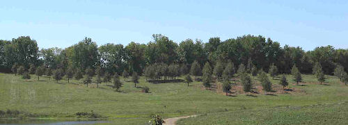 Figure 4. Big bluestem accessions established in cherrybark oak plots with 10, 20, 30, and 40 foot alleys.