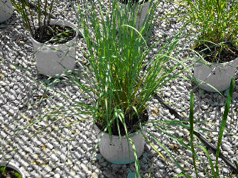 Figure 5. Grasses growing in shade structure covered with shade fabric for growing ginseng that produced numerous small sunflecks and an average of 28 percent of full sunlight.