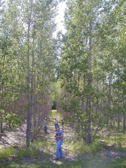 Poplar plantation