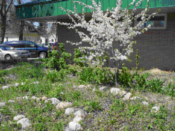 The WETCC Extension garden.