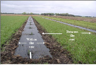 Frequent mowing will help reduce grass rooting depth and water competition.