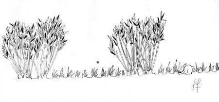 Schematic for Willow Alley-Cropping Biomass.  (Schematic courtesy of AAFC-PFRA)