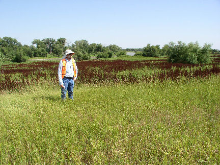 Early Succession - View # 4 (August 2006)