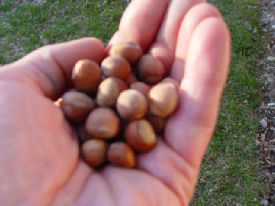average hybrid hazelnuts