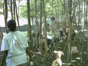 goats at Cornell University's Arnot Forest