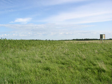 Micro Elevation Affects Vegetation View # 3 (July 2008)