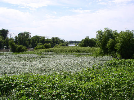 Dense, Monoculture, Mosaic - View # 4 (July 2008)