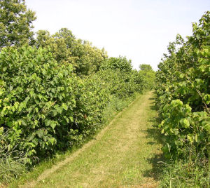 Mature hybrid hazelnuts at the Badgersett Research Farm (BRF).