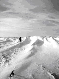 This 2,000-foot-long fence captured 18.6 tons of snow per meter length of snow, for a total of over 12,400 tons during the course of the 2000-2001 winter. Before the living snow fence was planted, the highway would drift shut and require the use of snow blowers and bulldozers to reopen. The 8-foot tall living snow fence consists of freedom honeysuckle and eastern red cedar. The planting is set back 300 feet from the highway. Photo courtesy of Martha Shulski, University of Minnesota researcher, who was collecting site data.