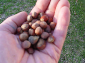 premium wild hazelnuts