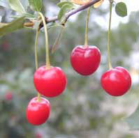 Dwarf Sour Cherries (Photos courtesy of ForestFirst)