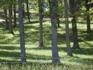 Forage growing in a thinned second growth oak forest.