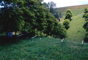 Rows of black locust planted in a hilly pasture.