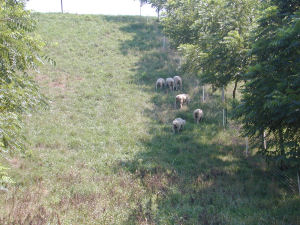 Sheep prefer grazing in the shade of black walnut.