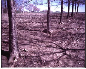 Frequent tillage may cause soil erosion.