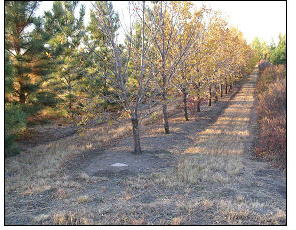 When fabric is not used, weed control can be handled by tillage (hand hoeing or rotary tree cultivation), mulch, or herbicides.  Glyphosate works well when trees are larger and not as sensitive to herbicide drift.