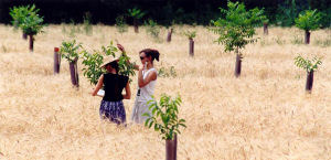 measuring young walnut trees in wheat fields